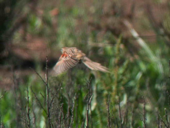 Chotoy/Chotoy Spinetail