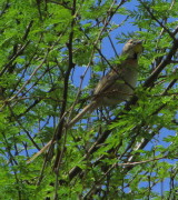 Chotoy/Chotoy Spinetail