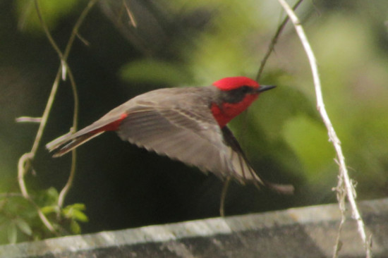 Churrinche/Vermilion flycatcher