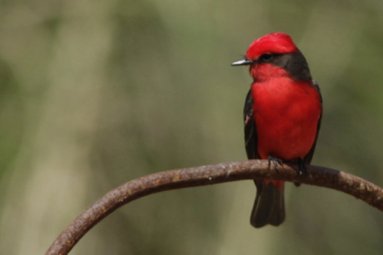 Churrinche/Vermilion flycatcher