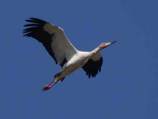 Cigüeña americana/Maguari Stork