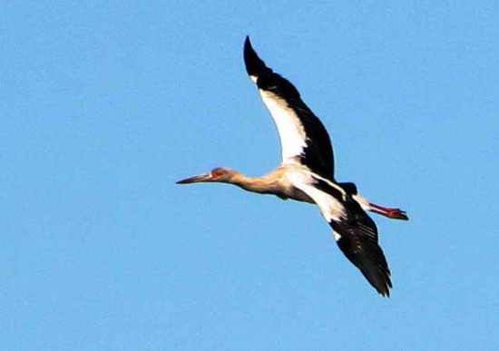Cigüeña americana/Maguari Stork