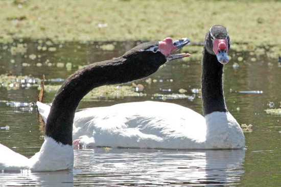 Cisne cuello negro/Black-headed Swan