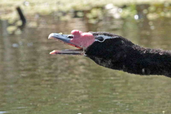 Cisne cuello negro/Black-headed Swan