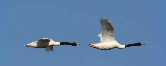 Cisne cuello negro/Black-necked Swan