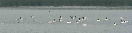 Cisne cuello negro/Black-necked Swan