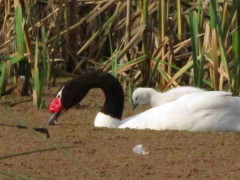 Cisne cuello negro/Black-headed Swan