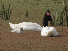 Cisne cuello negro/Black-headed Swan