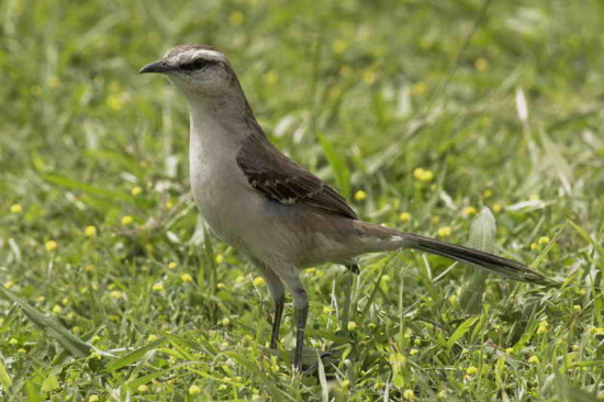 Calandria grande/Chalk-browed Mockingbird