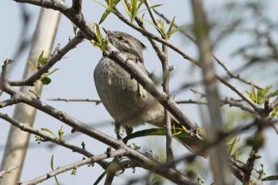 Coludito copetón/ Tufted-Tit Spinetail