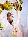 Coludito copetón/Tufted Tit-Spinetail