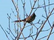 Coludito copetón/Tufted Tit-Spinetail