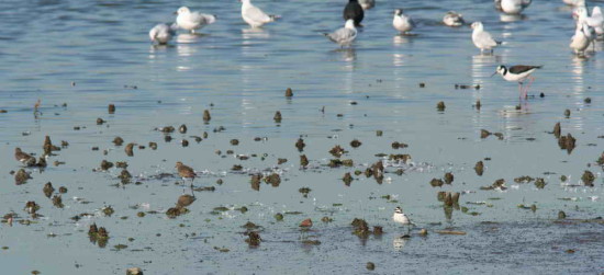 Chorlo pecho colorado/Rufous-chested Dotterel