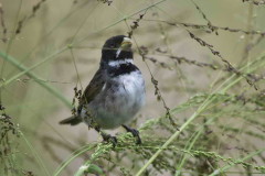 Corbatita común/Double-collared Seedeater