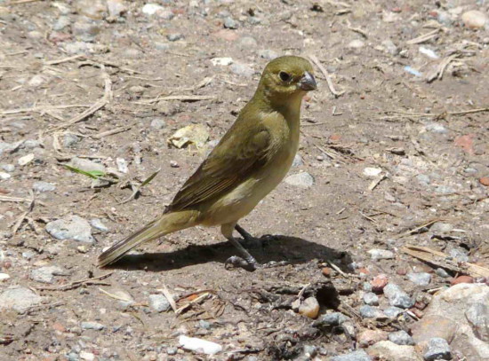 Corbatita común/Double-collared Seedeater