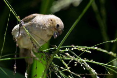 Corbatita común/Double-collared Seedeater