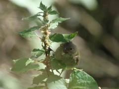 Corbatita común/Double-collared Seedeater