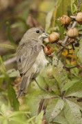 Corbatita común/Double-collared Seedeater