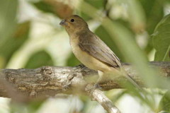 Corbatita común/Double-collared Seedeater