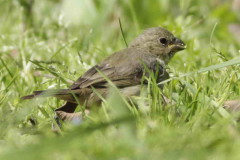 Corbatita común/Double-collared Seedeater