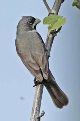 Corbatita común/Double-collared Seedeater