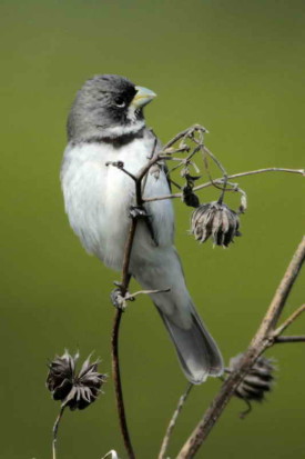 Corbatita común/Double-collared Seedeater