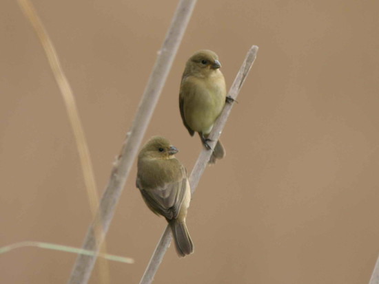 Corbatita común/Double-collared Seedeater