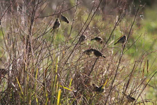 Corbatita común/Double-collared Seedeater