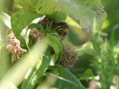 Corbatita común/Double-collared Seedeater