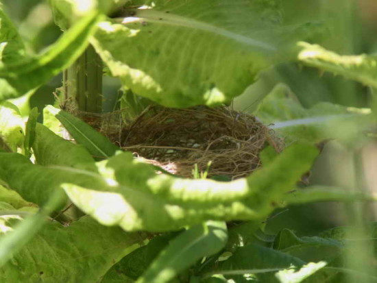 Corbatita común/Double-collared Seedeater