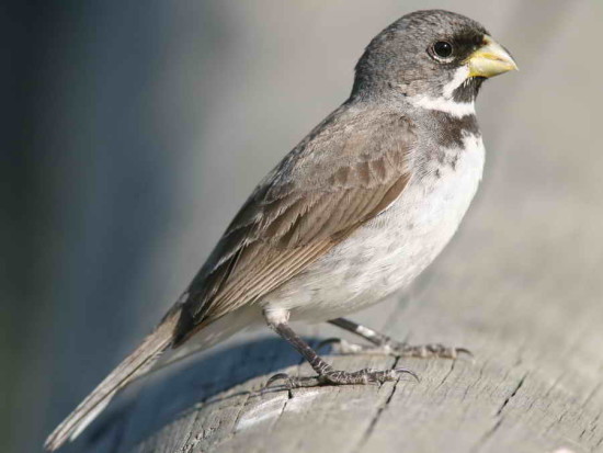 Corbatita común/Double-collared Seedeater