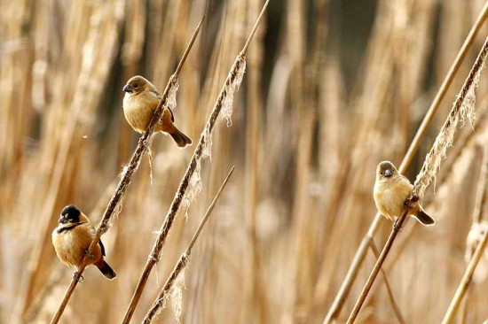 Corbatita dominó/Rusty-collared Seedeater