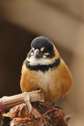 Corbatita dominó/Rusty-collared Seedeater