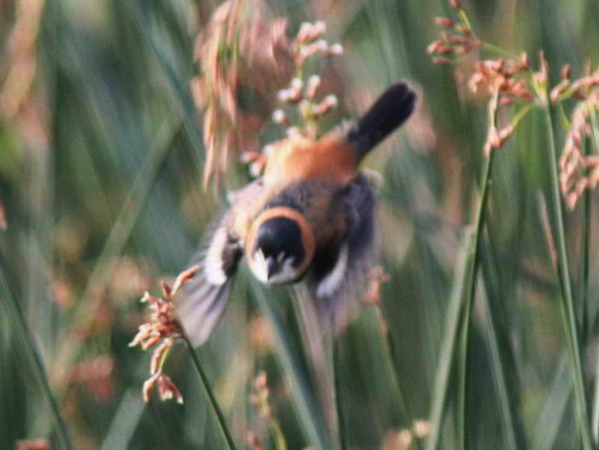 Corbatita dominó/Rusty-collared Seedeater