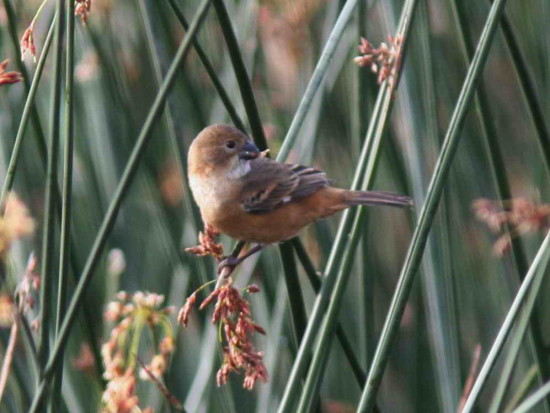 Corbatita dominó/Rusty-collared Seedeater