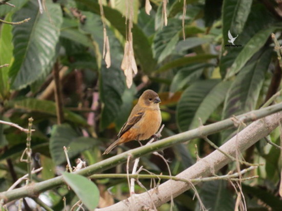 Corbatita dominó/Rusty-collared Seedeater