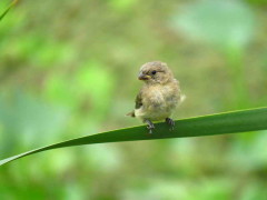 Corbatita común/Double-collared Seedeater