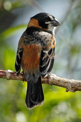 Corbatita dominó/Rusty-collared Seedeater