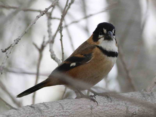 Corbatita dominó/Rusty-collared Seedeater