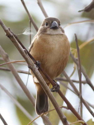 Corbatita dominó/Rusty-collared Seedeater