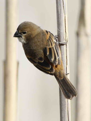 Corbatita dominó/Rusty-collared Seedeater