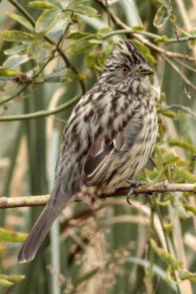 Cortarramas/White-tipped Plantcutter