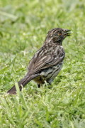 Cortarramas/White-tipped Plantcutter