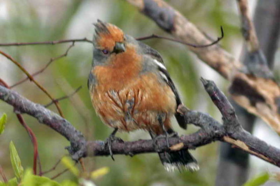 Cortarramas/White-tipped Plantcutter