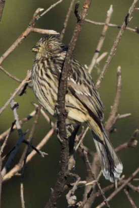 Cortarramas/White-tipped Plantcutter