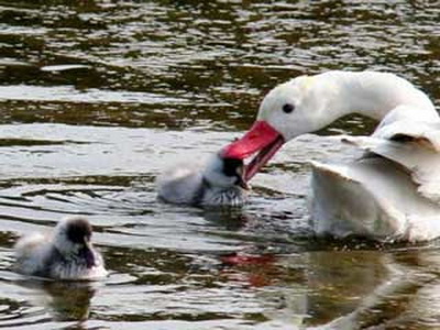 Coscoroba/Coscoroba Swan