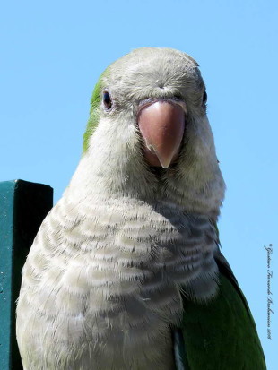 Cotorra/Monk Parakeet