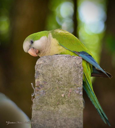 Cotorra/Monk Parakeet