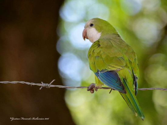 Cotorra/Monk Parakeet