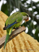 Cotorra/Monk Parakeet